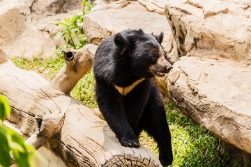 asiatic black bear