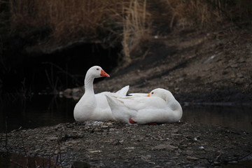 ガチョウ / 栃木県の真岡市にてガチョウを写真に収めました。