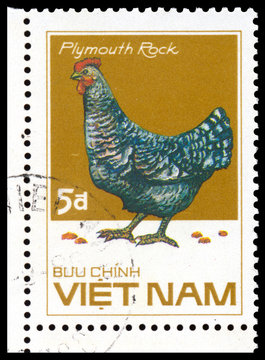 Stamp printed in Vetnam shows Plymouth Rock chicken