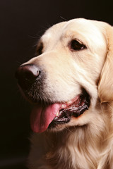 Muzzle of golden retriever on black background, close up