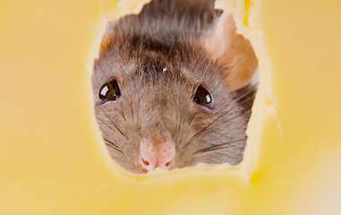 Closeup of eyes of a rat seen through a hole in cheese