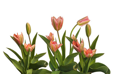 Piink tulips on a bed isolated