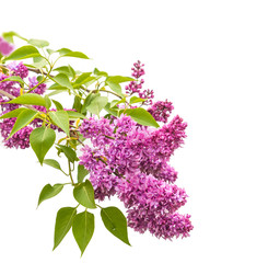 Lilac flower isolated