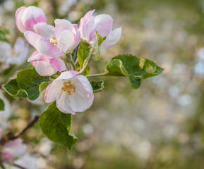 Flowering branch of apple