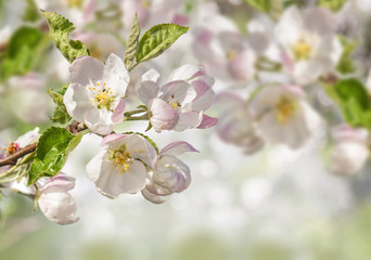 Branch of blossoming apple tree on blurred background