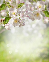Branch of blossoming apple tree on blurred background