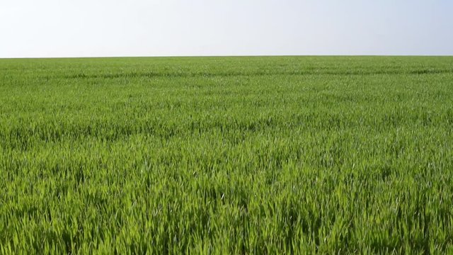 Green corn field with wind