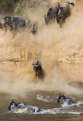Obraz na płótnie Canvas Wildebeest jumping into Mara River. Great Migration. Kenya. Tanzania. Masai Mara National Park. An excellent illustration.