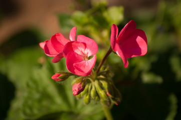 Fototapeta premium Red Geraniums