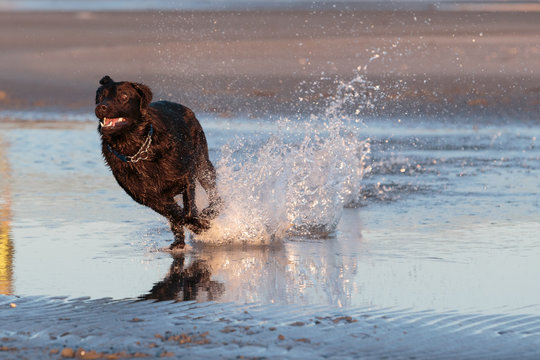 Dog running in the water