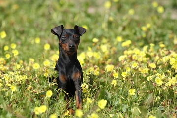 Zwergpinscher macht Sitz in Blumenwiese