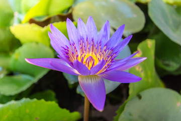 Colorful lotus flowers on green leaves above water.