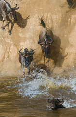 Fototapeta na wymiar Wildebeest jumping into Mara River. Great Migration. Kenya. Tanzania. Masai Mara National Park. An excellent illustration.