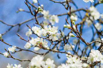 branch of a blossoming tree with beautiful white flowers