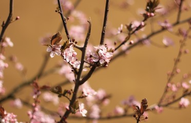 Tree branch with pink flowers