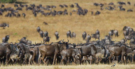 Naklejka na ściany i meble Big herd of wildebeest in the savannah. Great Migration. Kenya. Tanzania. Masai Mara National Park. An excellent illustration.