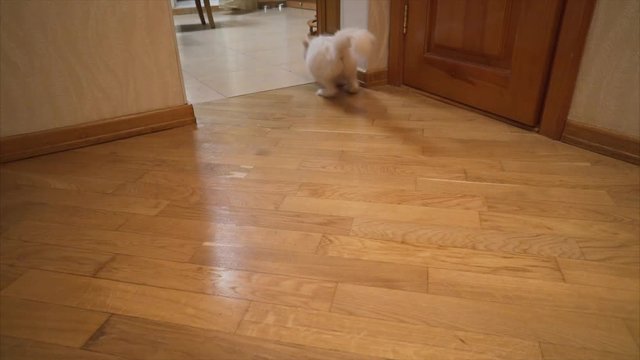Cat Runs and it Enters a Turn