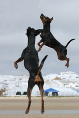 Zwei Zwergpinscher springen vor weißem Dorf