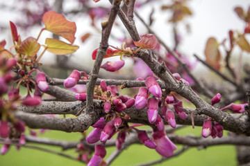 Accenni di primavera.