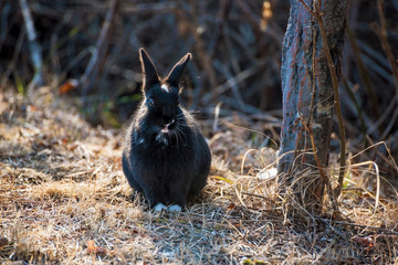 portrait of a black rabbit sitting on grass in a natural environ