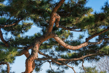 Pine tree branches against a blue sky