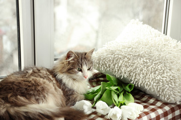 Cat resting on a cozy window seat with cushions and a bouquet of tulips