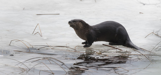 North American river otter (Lontra canadensis) in the wild.  Water mammal with wet fur rests atop a thawing Eastern Ontario lake.  Water dogs in water ice & spring corn snow.