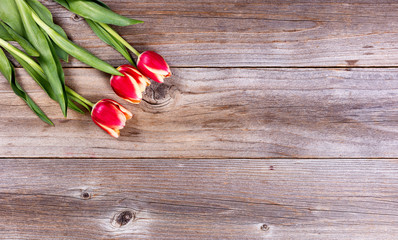 Fototapeta premium Seasonal tulips on stressed wood background
