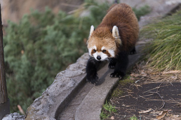 レッサーパンダ