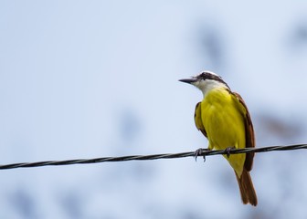 Great Kiskadee (Pitangus sulphuratus)-8