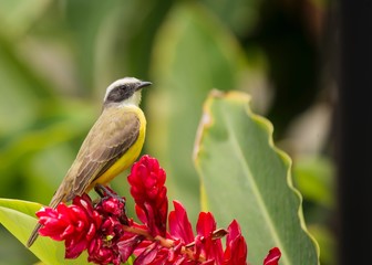 Great Kiskadee (Pitangus sulphuratus)-18