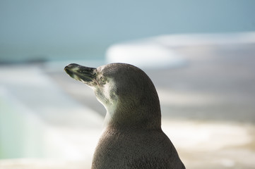ペンギン