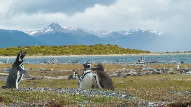 Panning to Magellanic Penguins with a Baby in their Natural Habitat of the Argentinian Wild in Tierra del Fuego