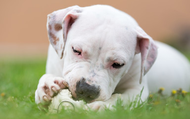 Obraz premium Dog playing with a ball