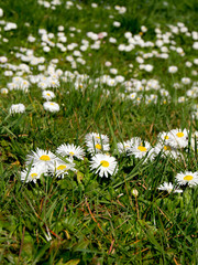 Daisy (Bellis perennis)