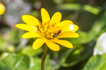 Marsh Marigold (Caltha palustris) at early spring, insect, macro