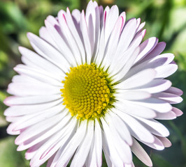 Daisy flower (Bellis perennis) early spring macro, Slovakia © mszucs