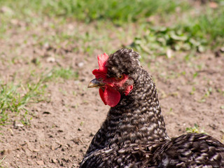 The Tufted hen.