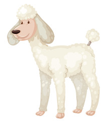 Poodle dog with white fur