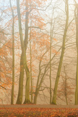 autumn park in misty hazy day