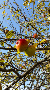 appls ripened on the tree in autumn