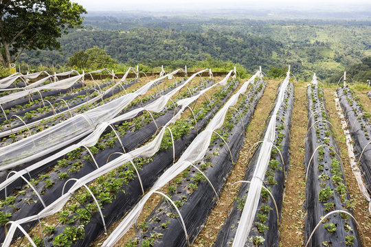 Strawberry Cultivation Field