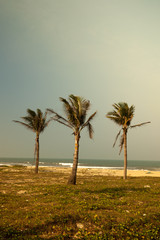 Obraz na płótnie Canvas Palms against blue sky on a beach