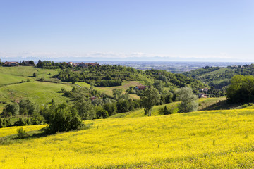 Yellow colors in Monferrato hills, Italy