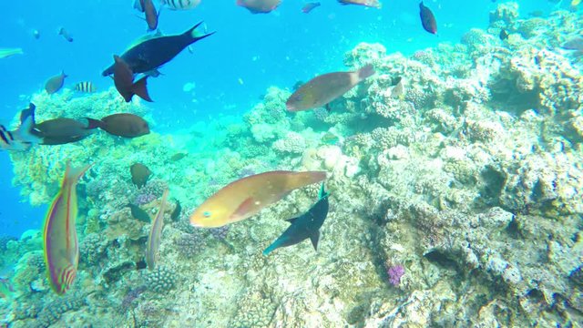 Colorful Fish on Vibrant Coral Reef in Red sea