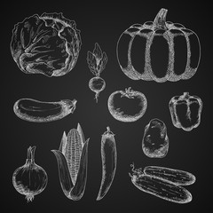 Autumn farm vegetables chalk sketches