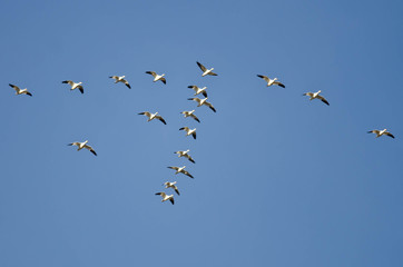 Flock of Snow Geese Flying in a Blue Sky