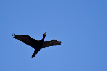Double-Crested Cormorant Flying Alone in a Blue Sky
