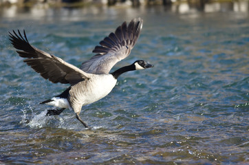 Canada Geese Taking to Flight from the River