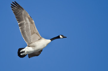 Canada Goose Flying in a Blue Sky